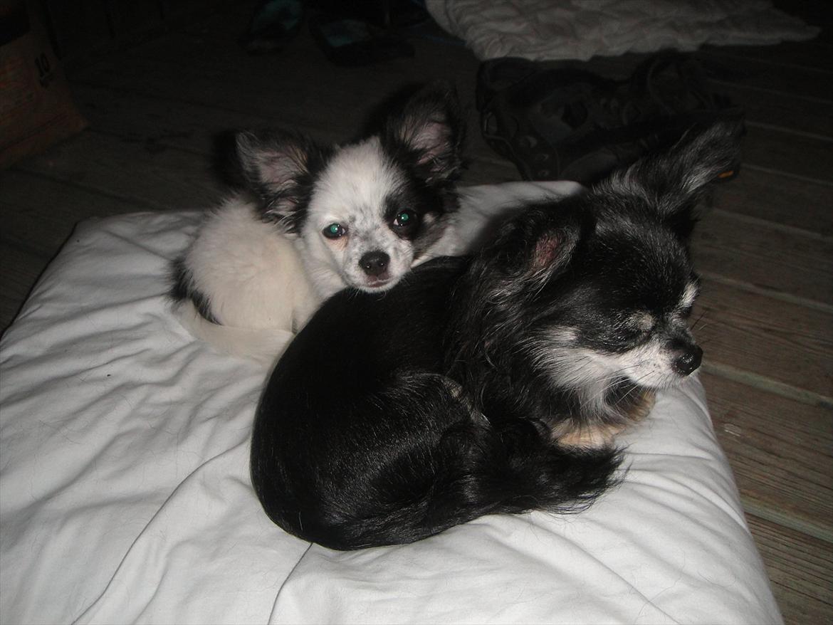 Chihuahua Frida billede 1