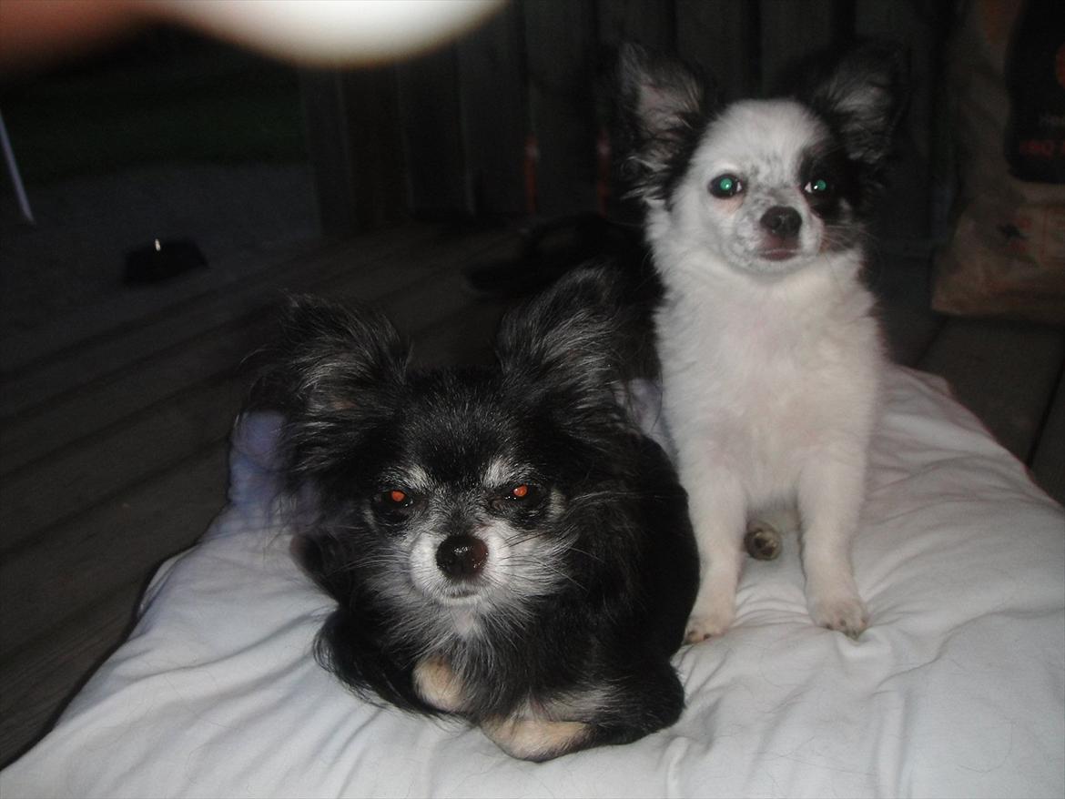 Chihuahua Frida billede 2