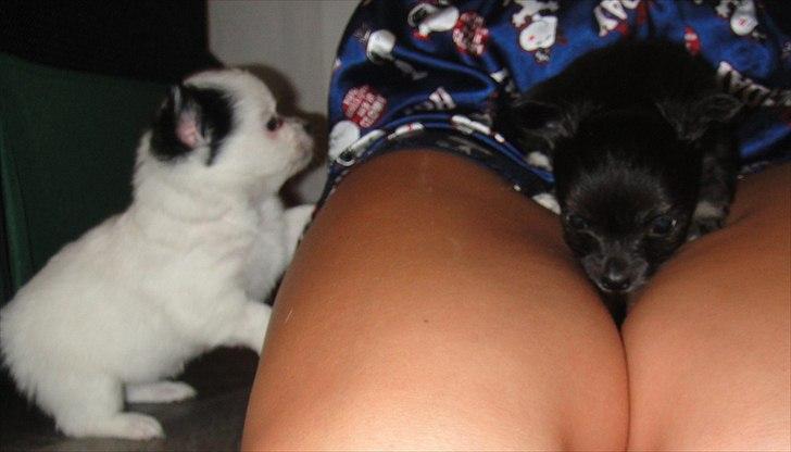 Chihuahua Frida billede 3