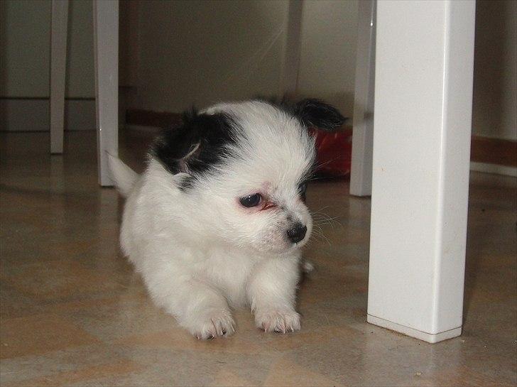 Chihuahua Frida billede 4