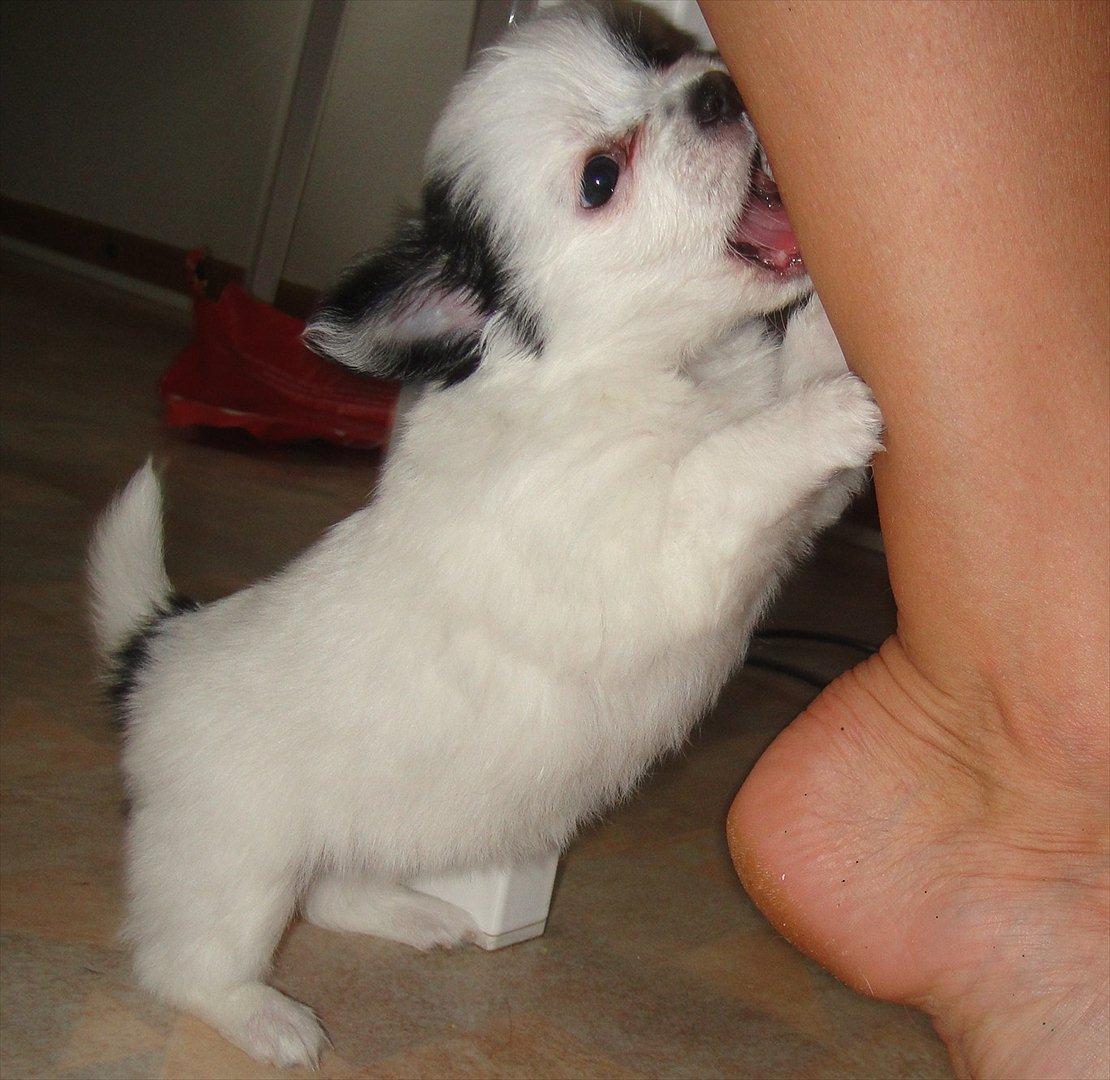 Chihuahua Frida billede 5