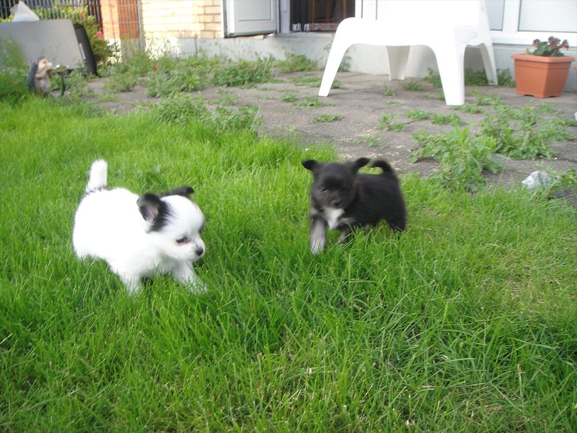 Chihuahua Frida billede 6