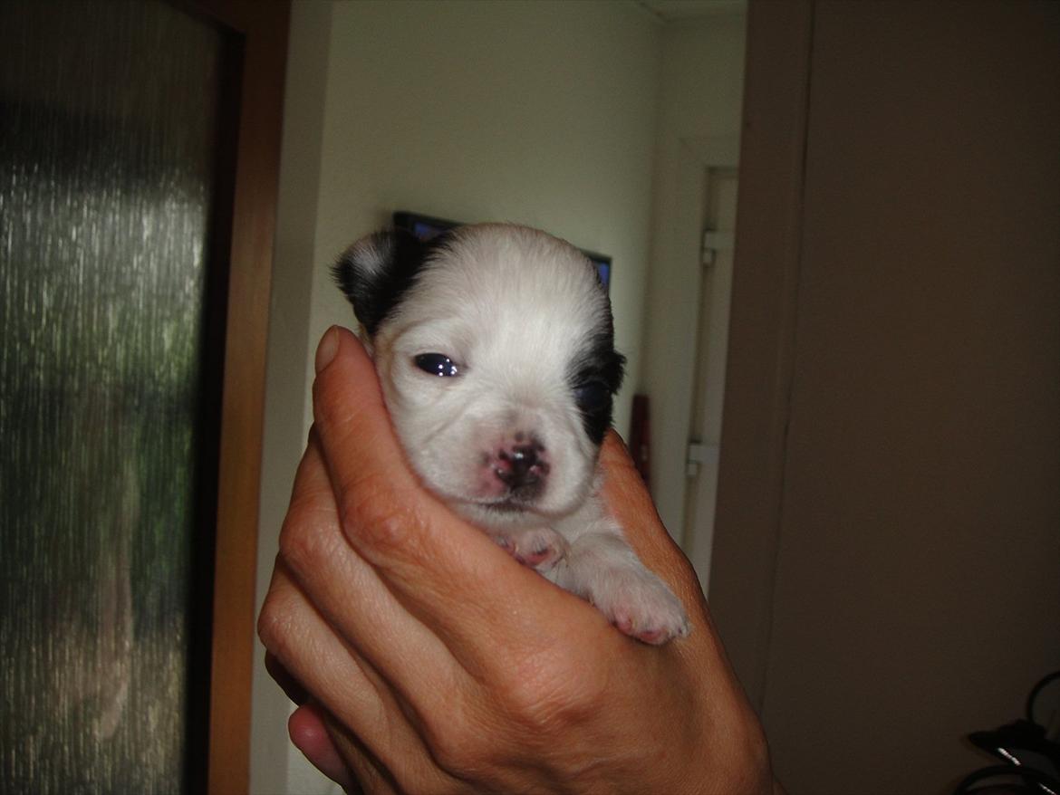 Chihuahua Frida billede 7