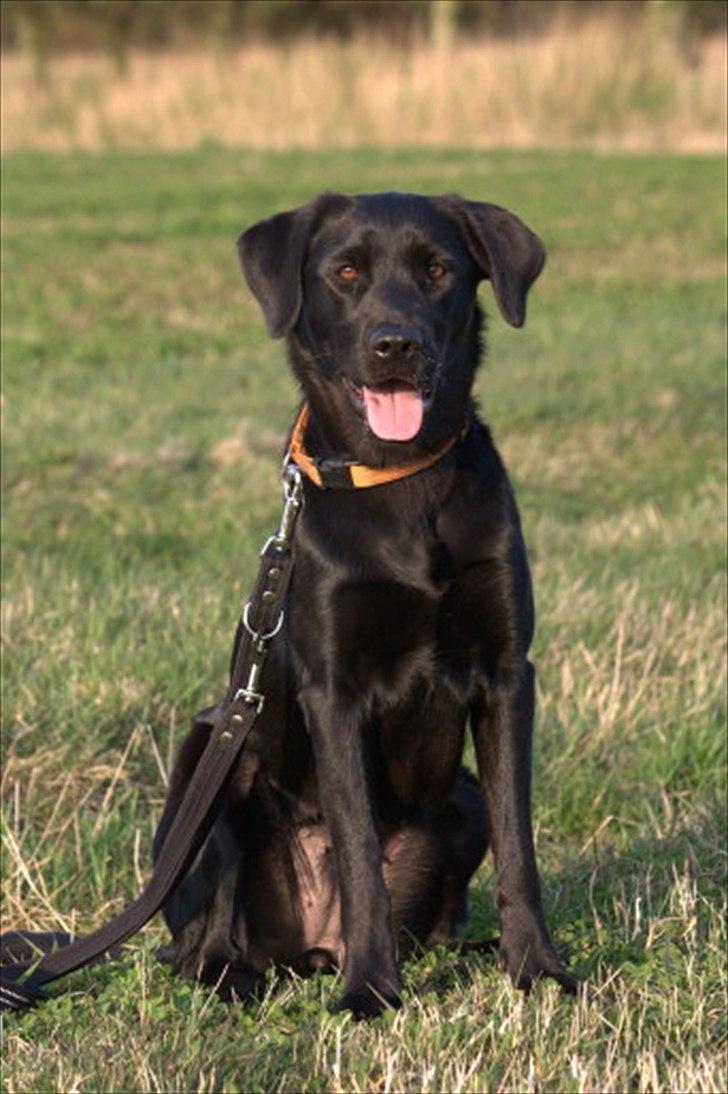 Blanding af racer Sif II billede 1