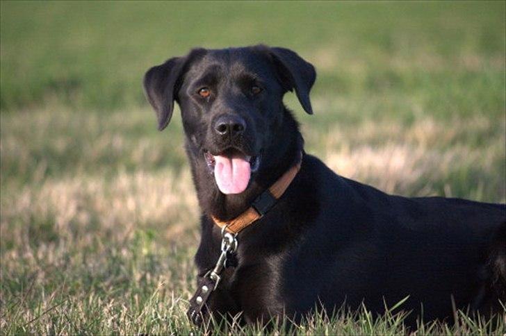 Blanding af racer Sif II billede 2