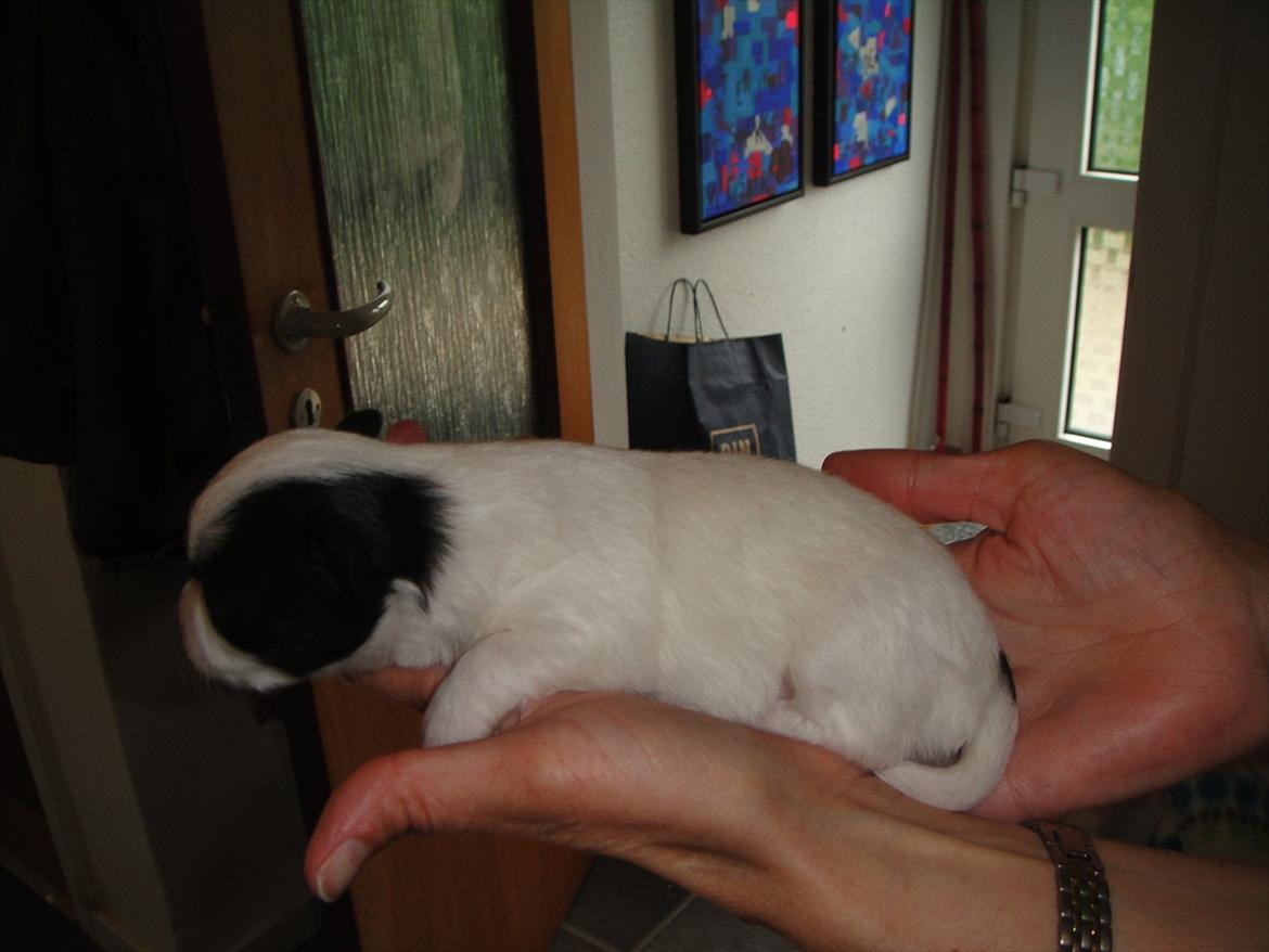 Chihuahua Frida billede 8