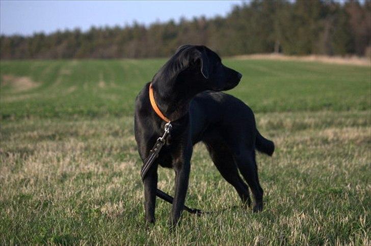 Blanding af racer Sif II billede 3