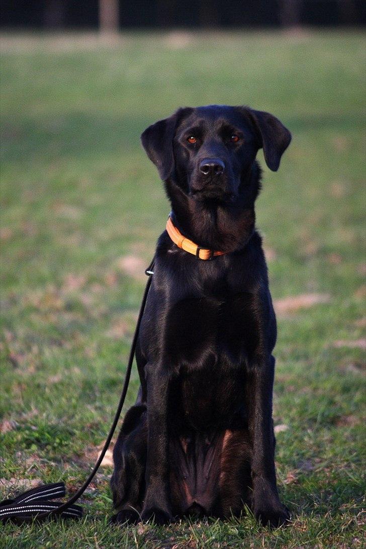 Blanding af racer Sif II billede 5