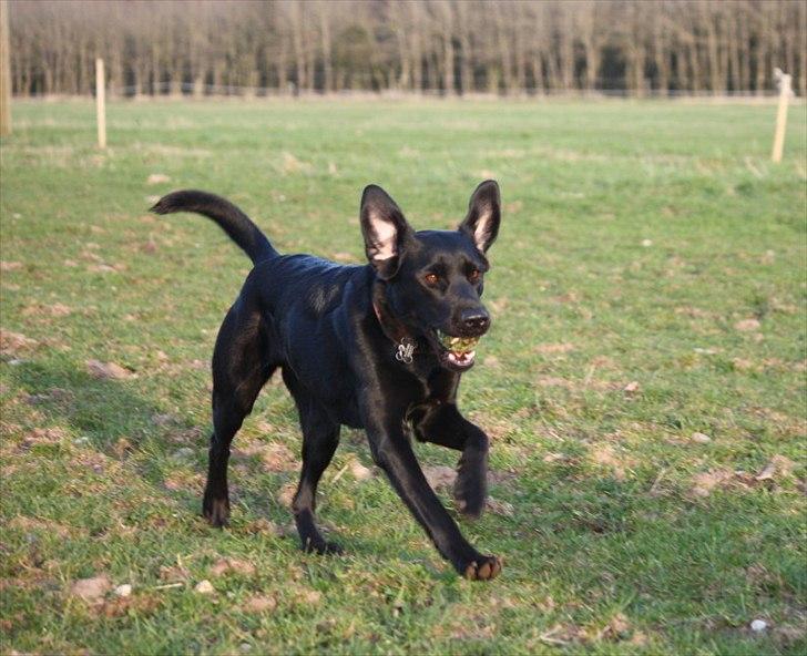 Blanding af racer Sif II billede 6