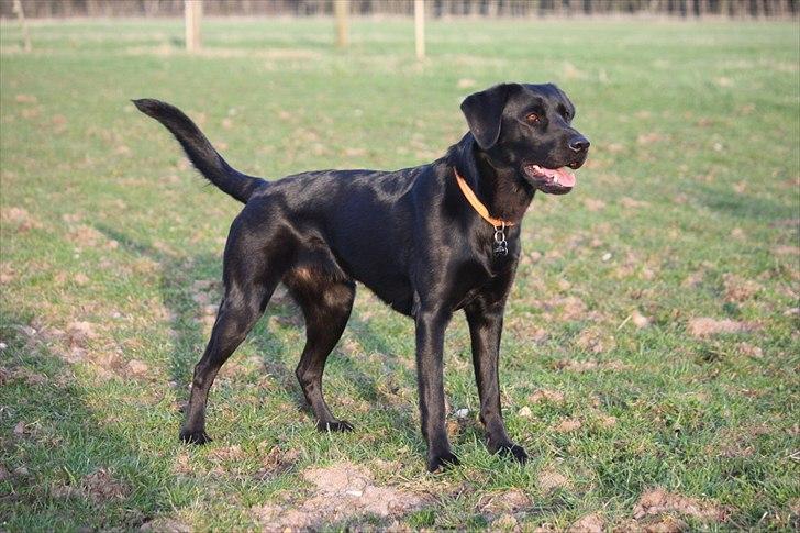 Blanding af racer Sif II billede 7