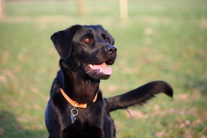 Blanding af racer Sif II billede 8