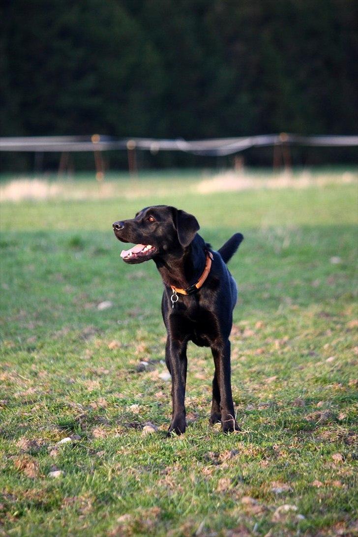 Blanding af racer Sif II billede 9