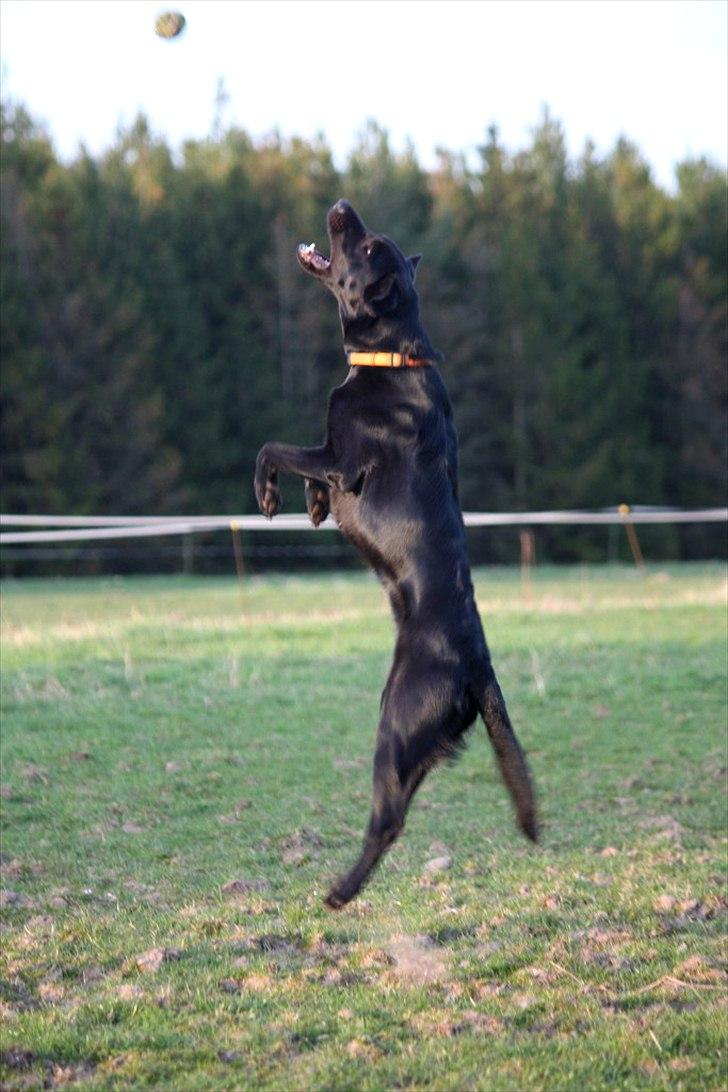 Blanding af racer Sif II billede 10