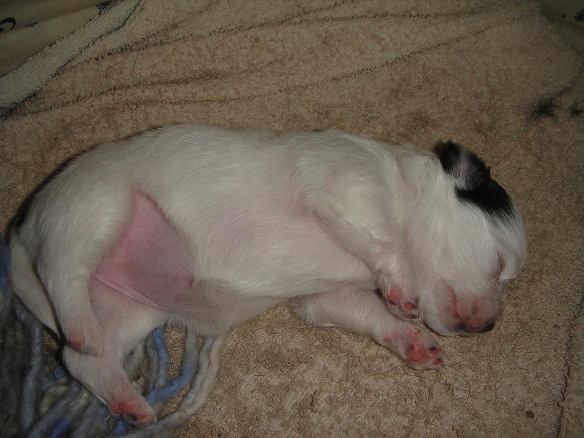 Chihuahua Frida billede 9