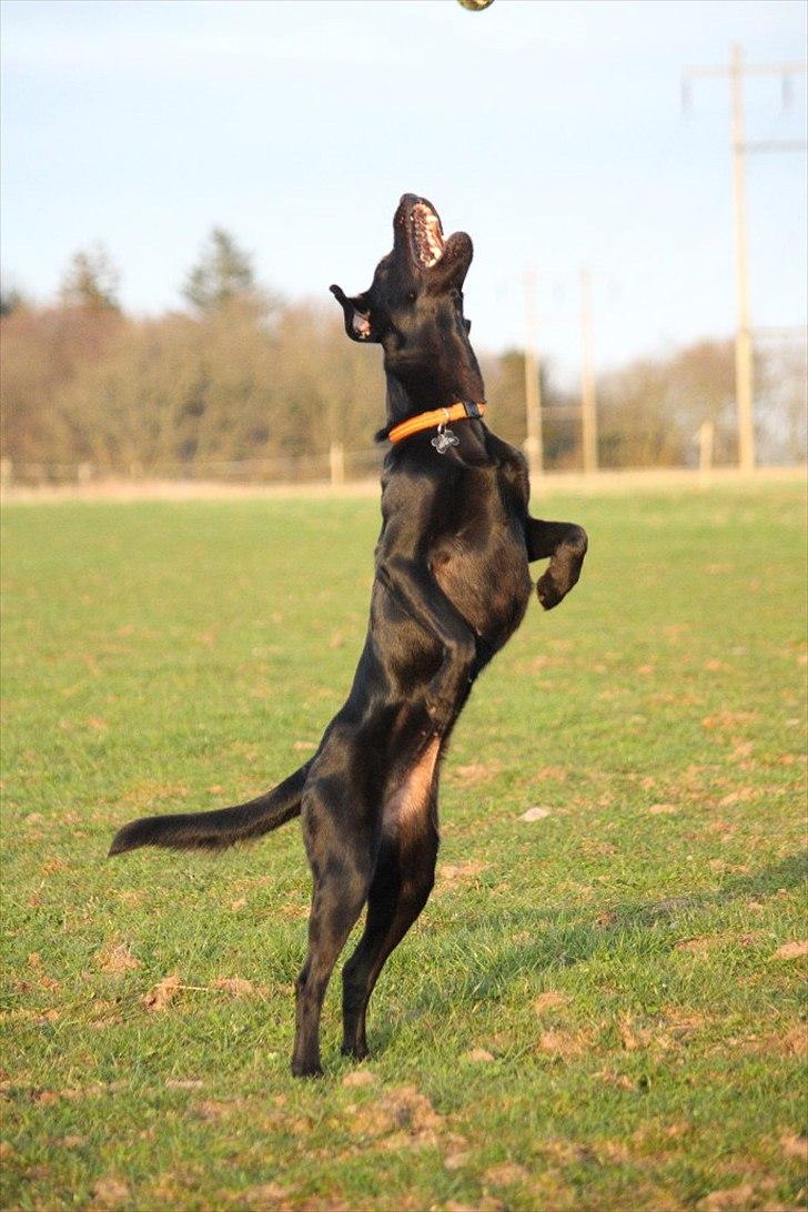 Blanding af racer Sif II billede 11