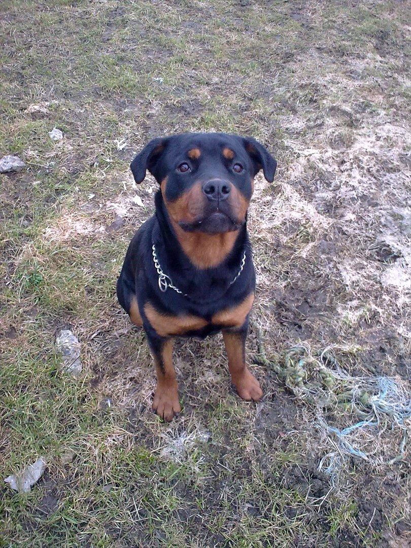 Rottweiler Sille billede 1