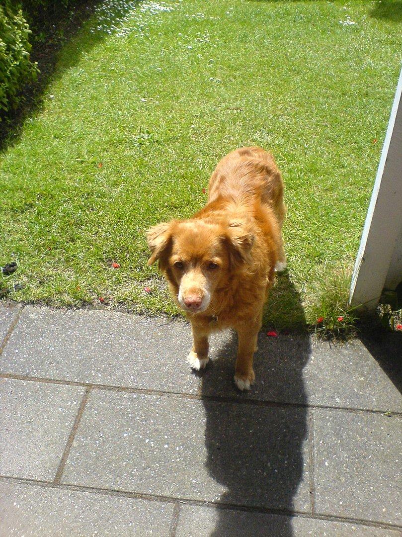 Nova scotia duck tolling retriever Sally (BHs HC) billede 2