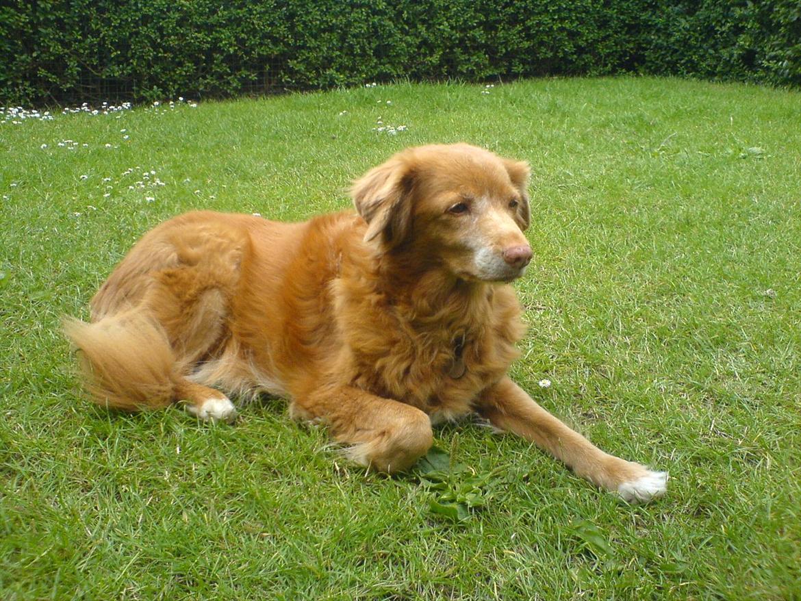 Nova scotia duck tolling retriever Sally (BHs HC) billede 3