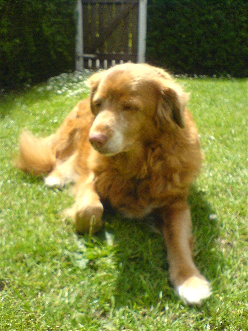 Nova scotia duck tolling retriever Sally (BHs HC) billede 4