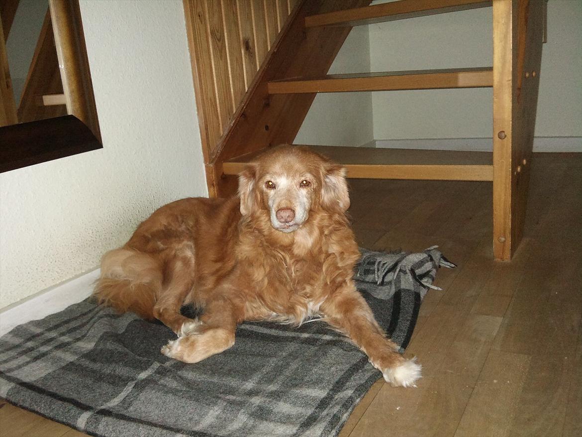 Nova scotia duck tolling retriever Sally (BHs HC) billede 5