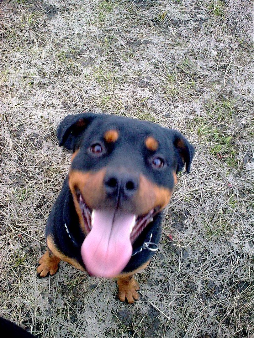 Rottweiler Sille billede 2