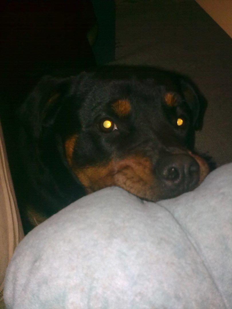 Rottweiler Sille billede 3