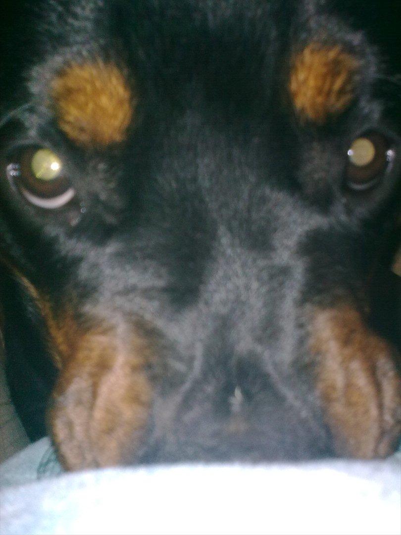 Rottweiler Sille billede 4