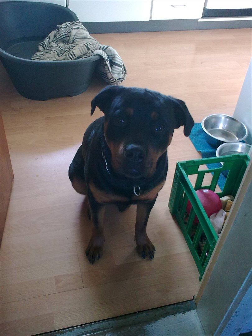 Rottweiler Sille billede 5
