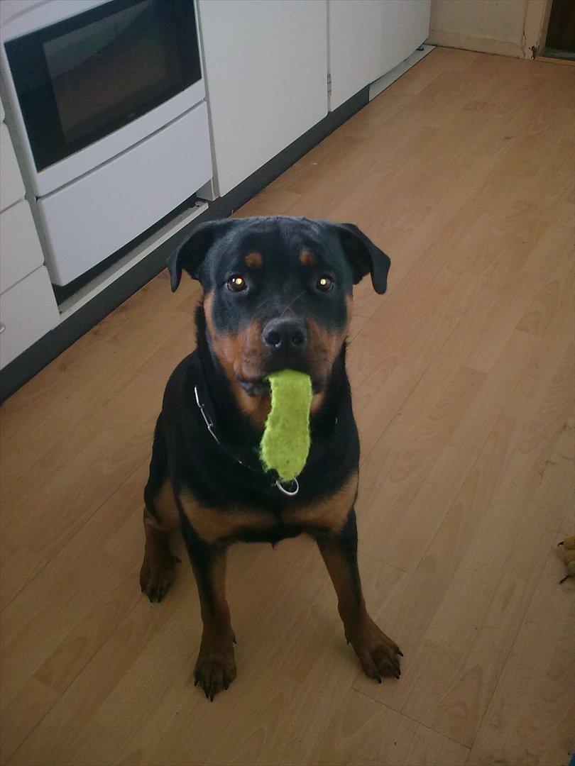 Rottweiler Sille billede 6