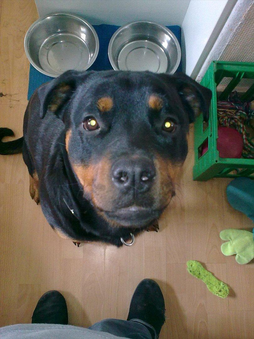 Rottweiler Sille billede 7