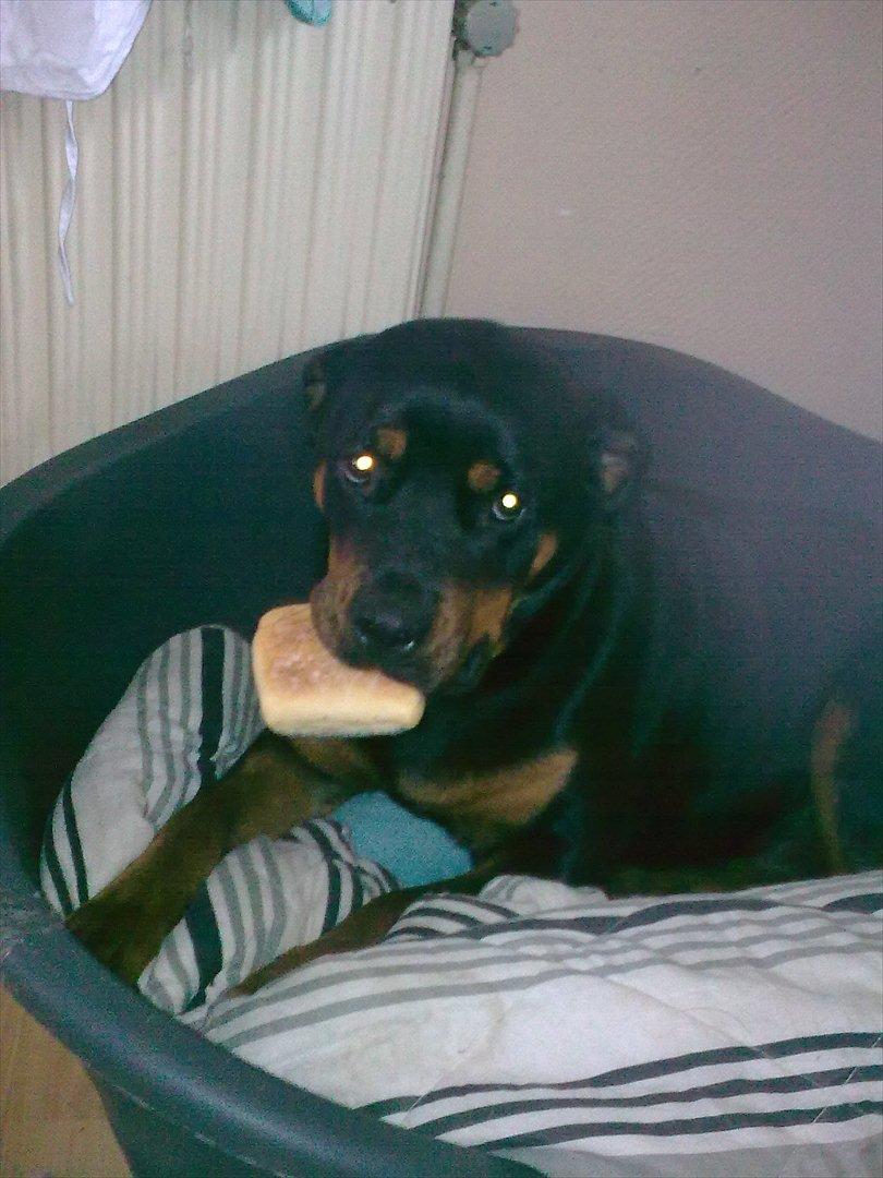 Rottweiler Sille billede 8