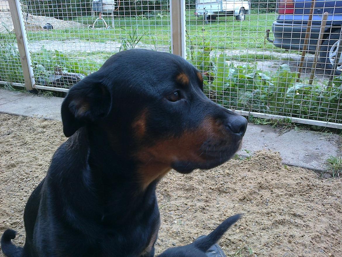 Rottweiler Sille billede 9