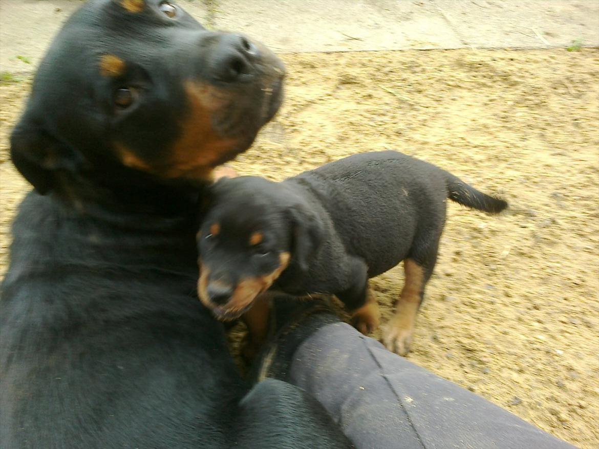 Rottweiler Sille billede 10
