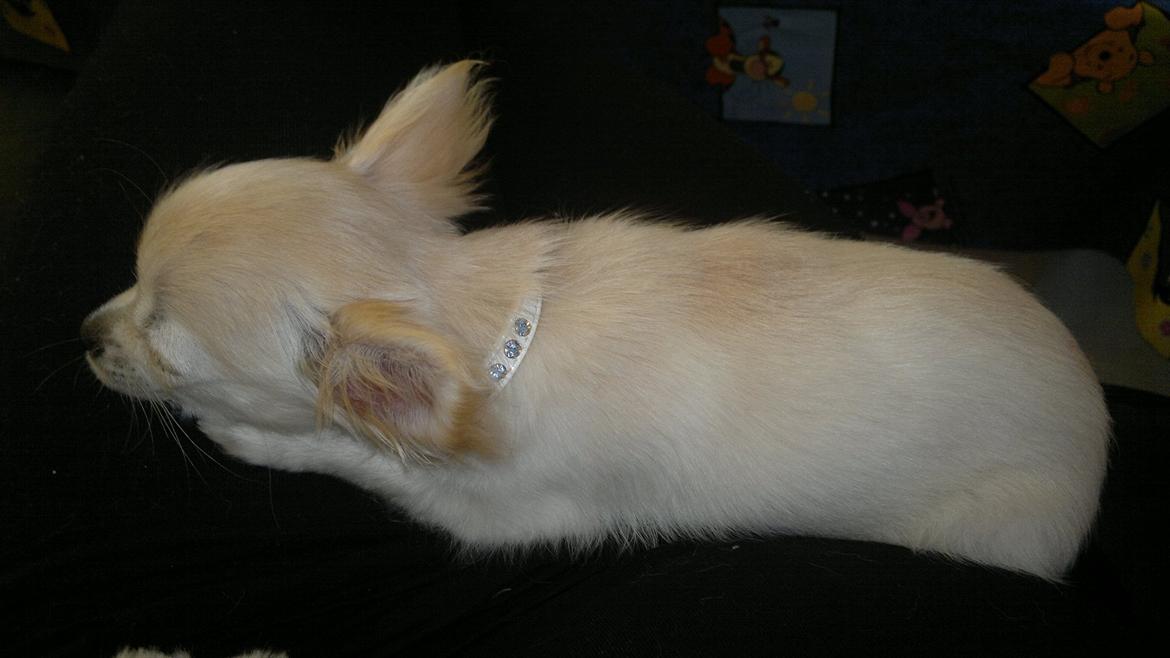 Chihuahua Molly billede 6