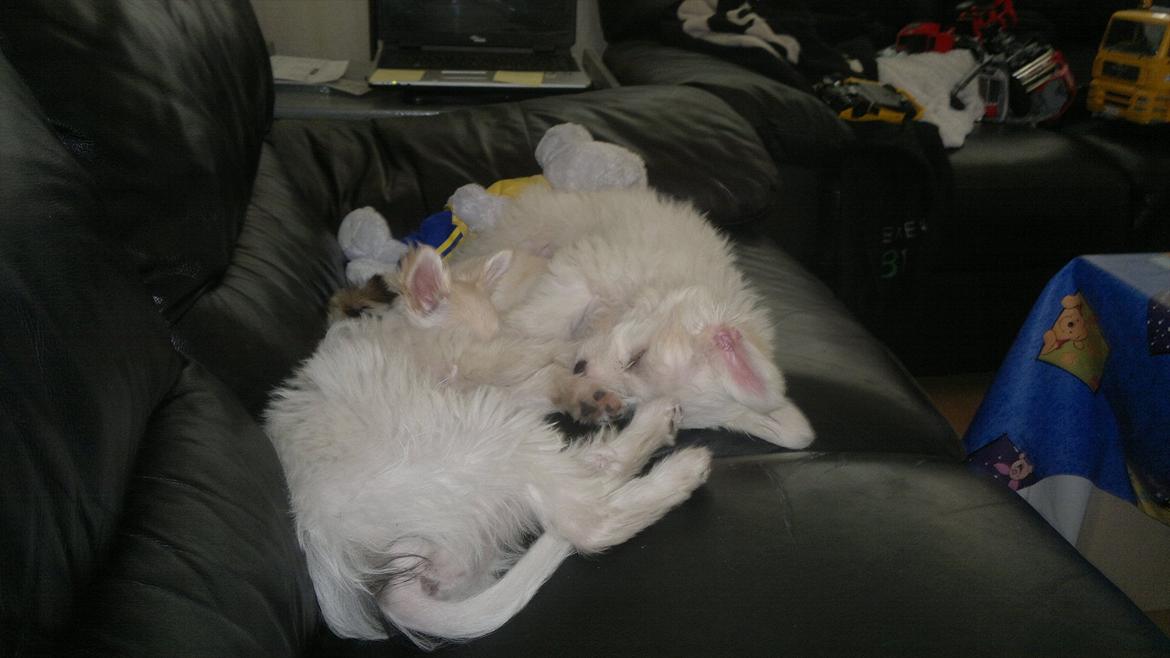 Chihuahua Molly billede 7