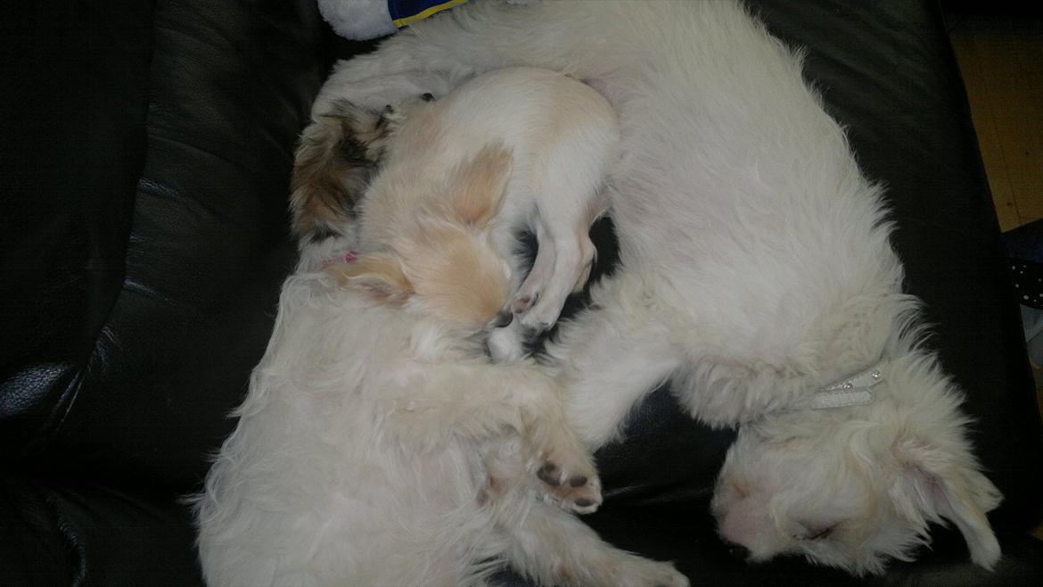 Chihuahua Molly billede 8