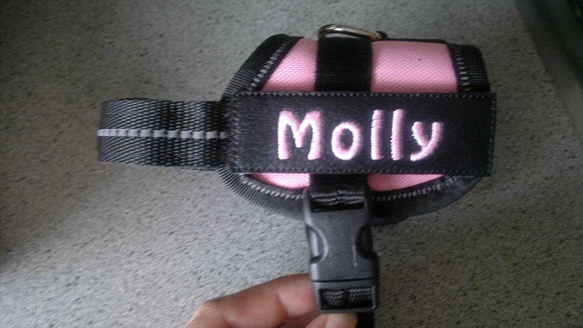 Chihuahua Molly billede 9