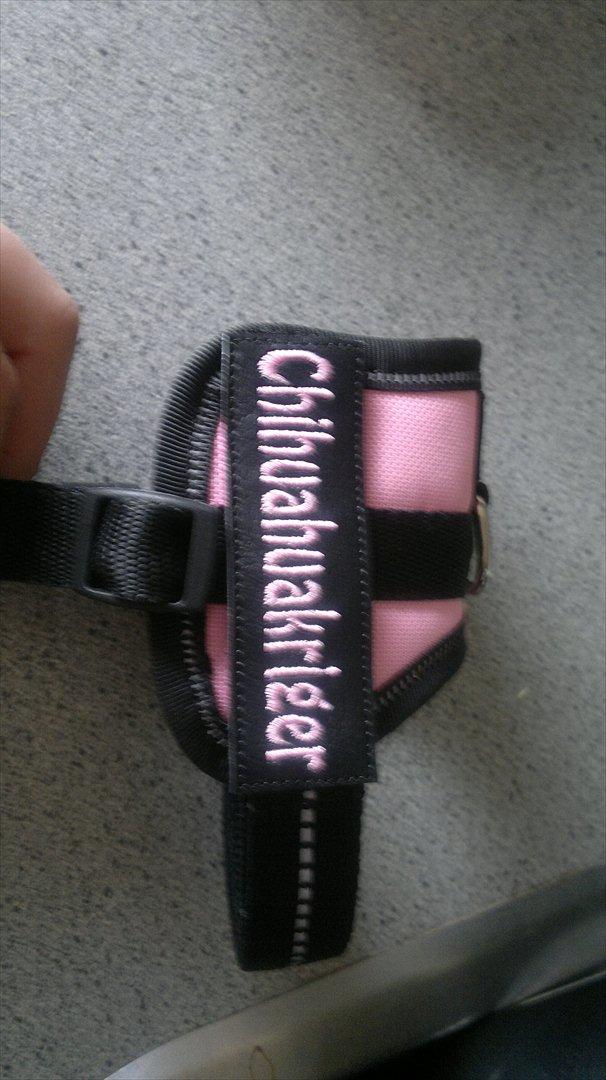 Chihuahua Molly billede 10