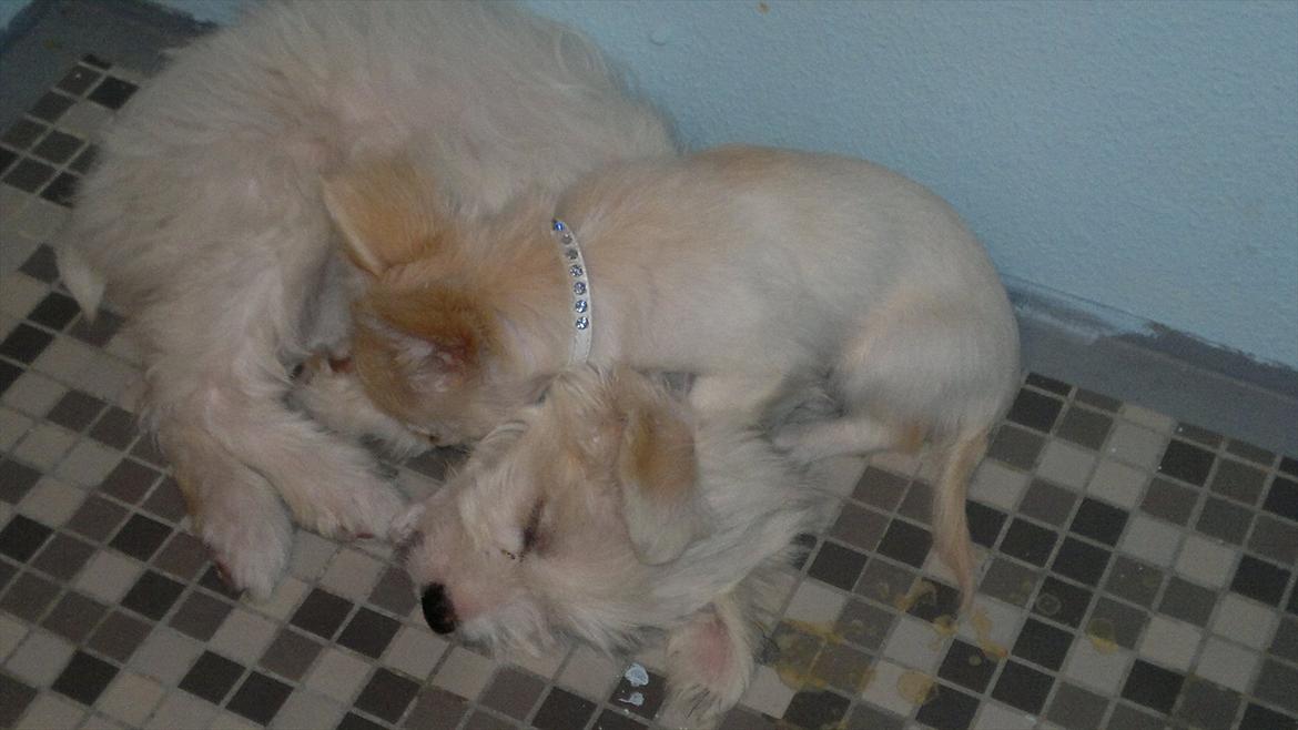 Chihuahua Molly billede 11