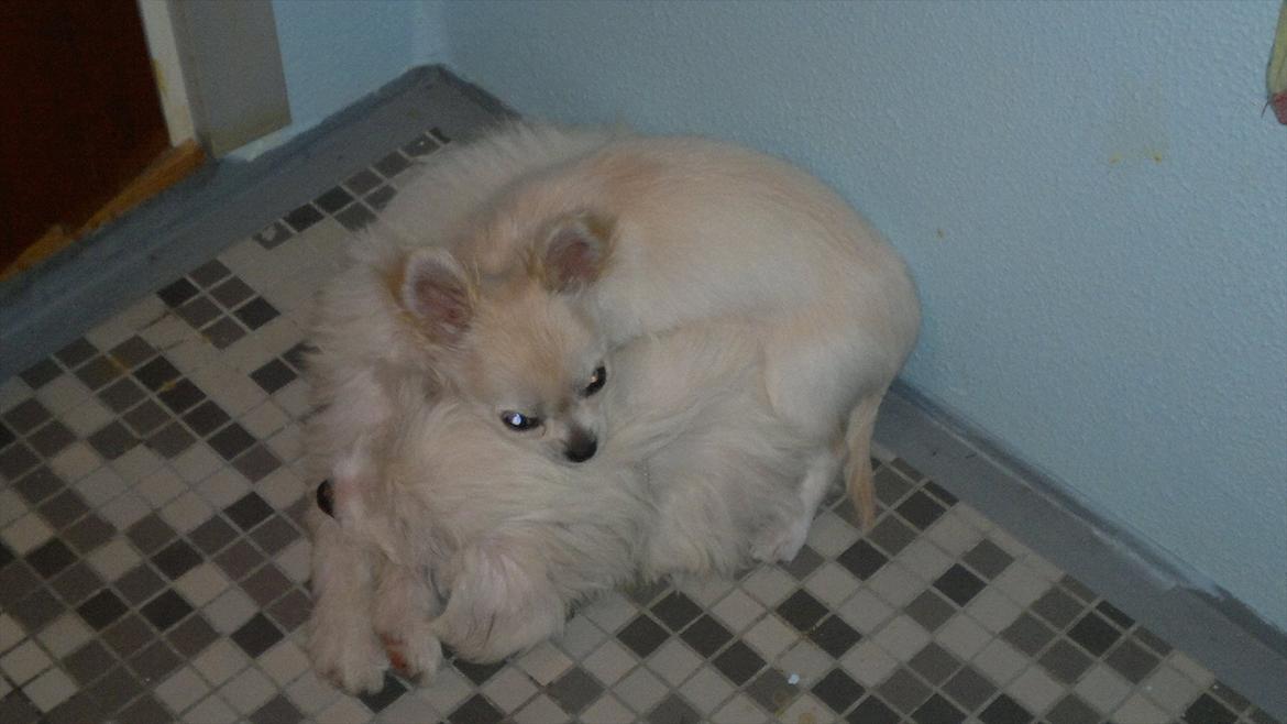 Chihuahua Molly billede 12