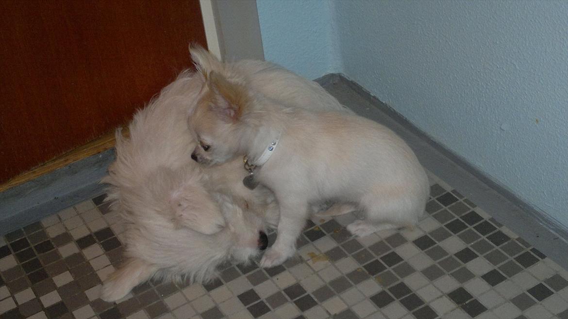 Chihuahua Molly billede 13