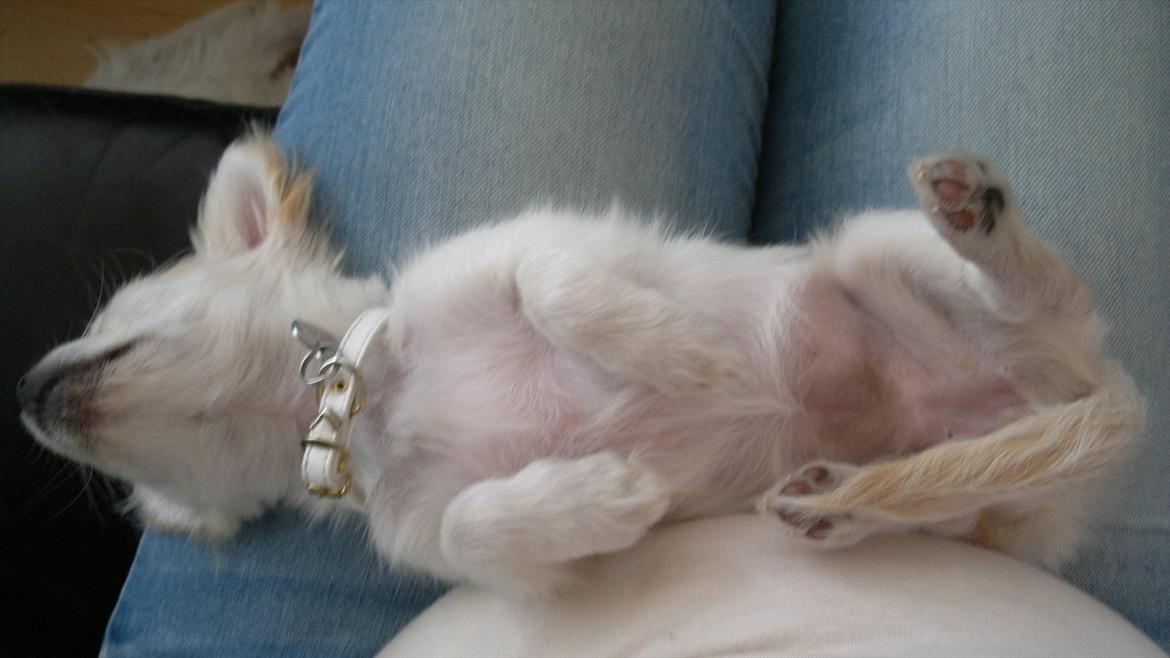 Chihuahua Molly billede 15