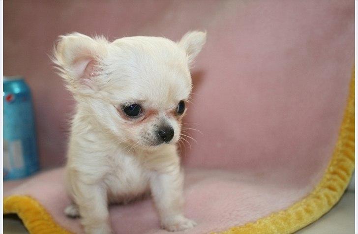 Chihuahua Molly billede 3