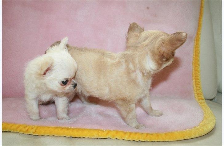 Chihuahua Molly billede 4