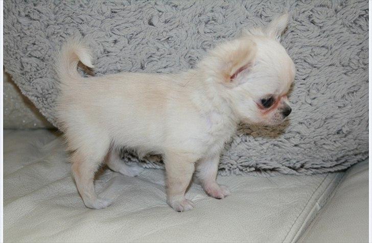 Chihuahua Molly billede 5