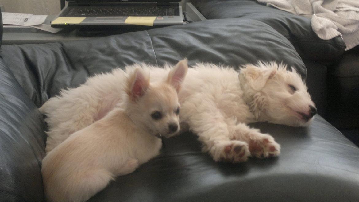 Chihuahua Molly billede 16