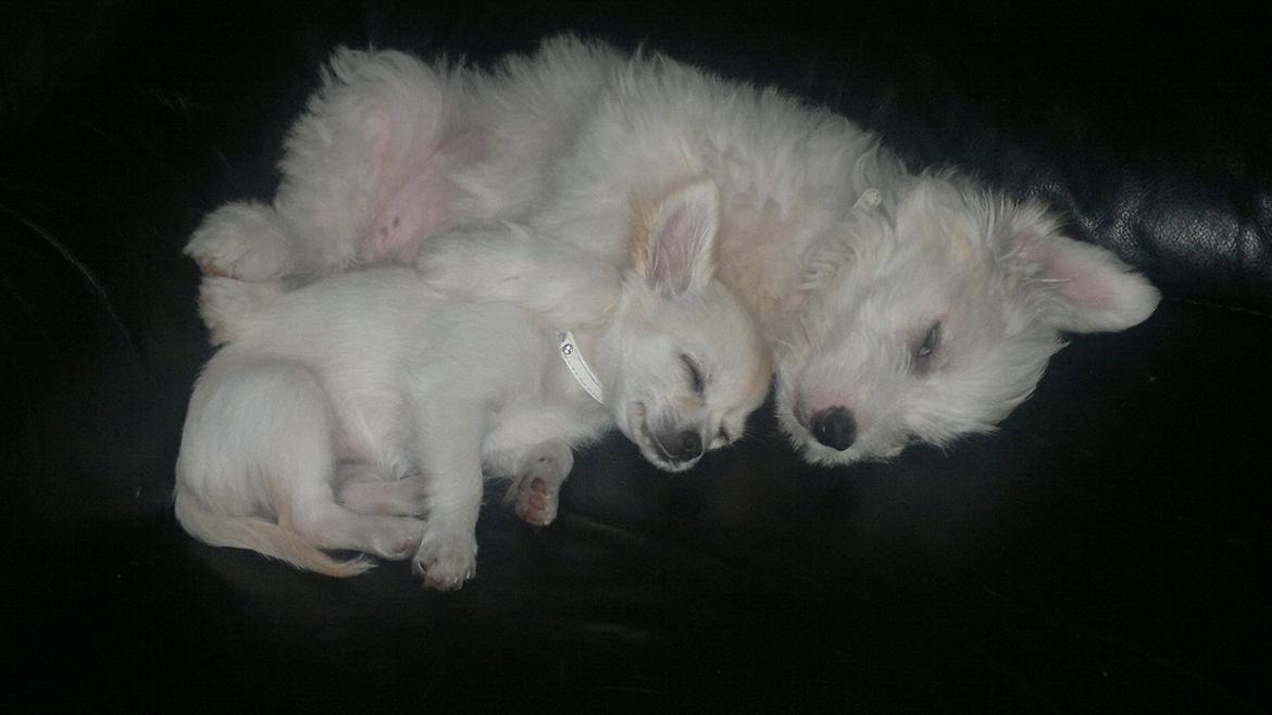 Chihuahua Molly billede 17