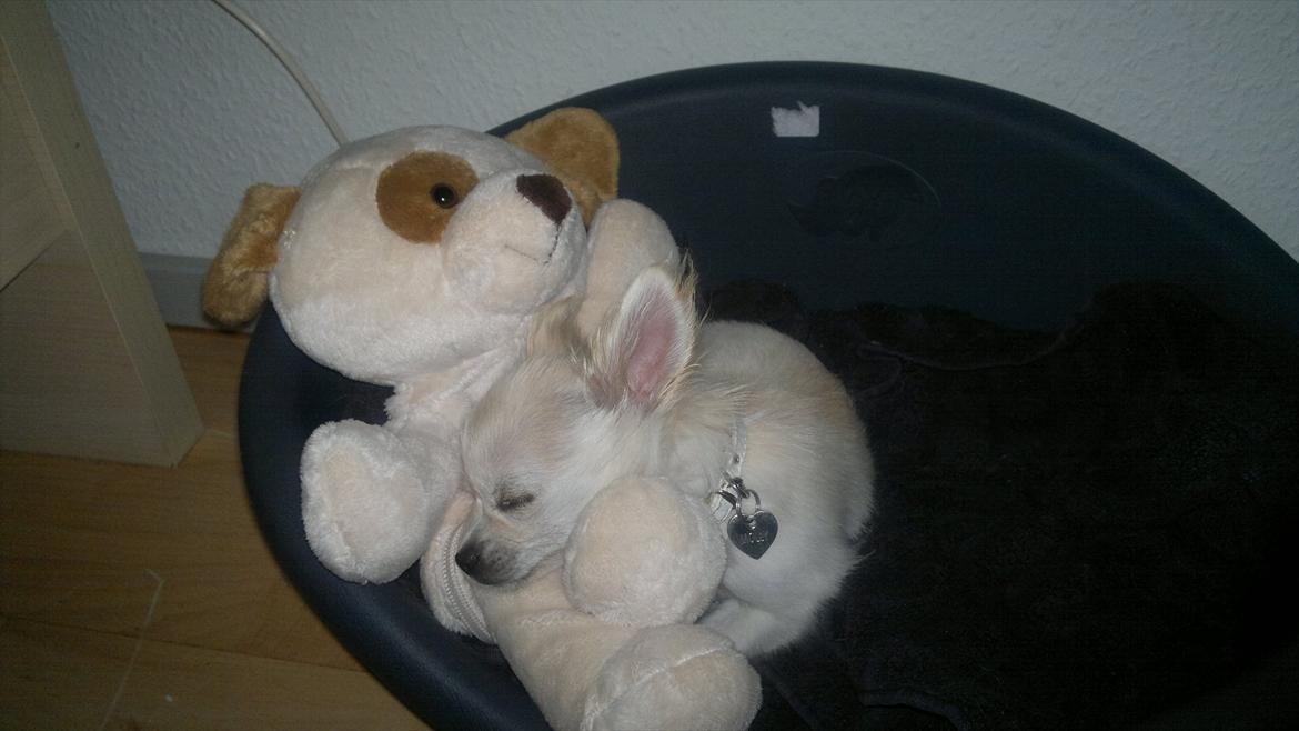 Chihuahua Molly billede 18