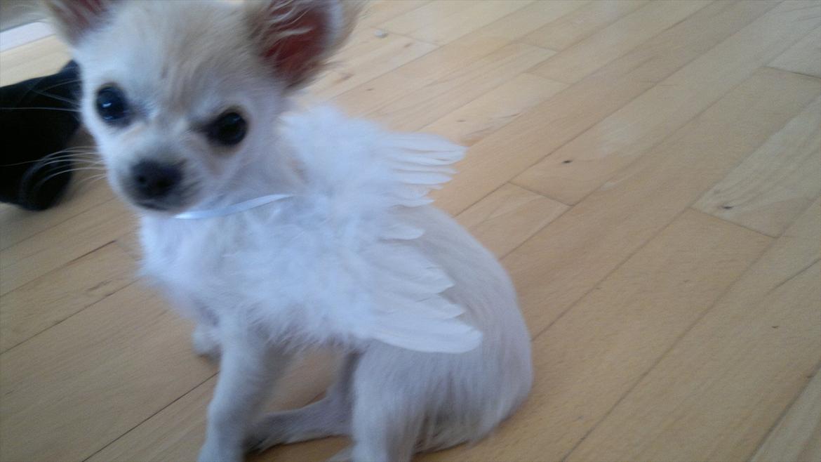 Chihuahua Molly billede 19