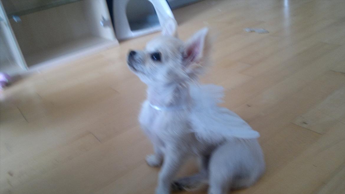 Chihuahua Molly billede 20